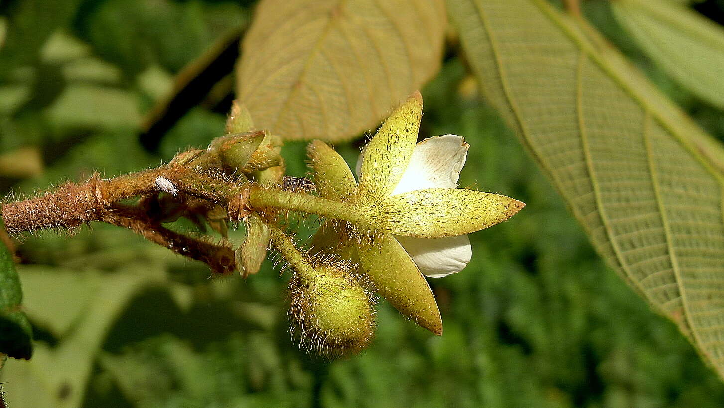 Apeiba tibourbou Aubl.的圖片