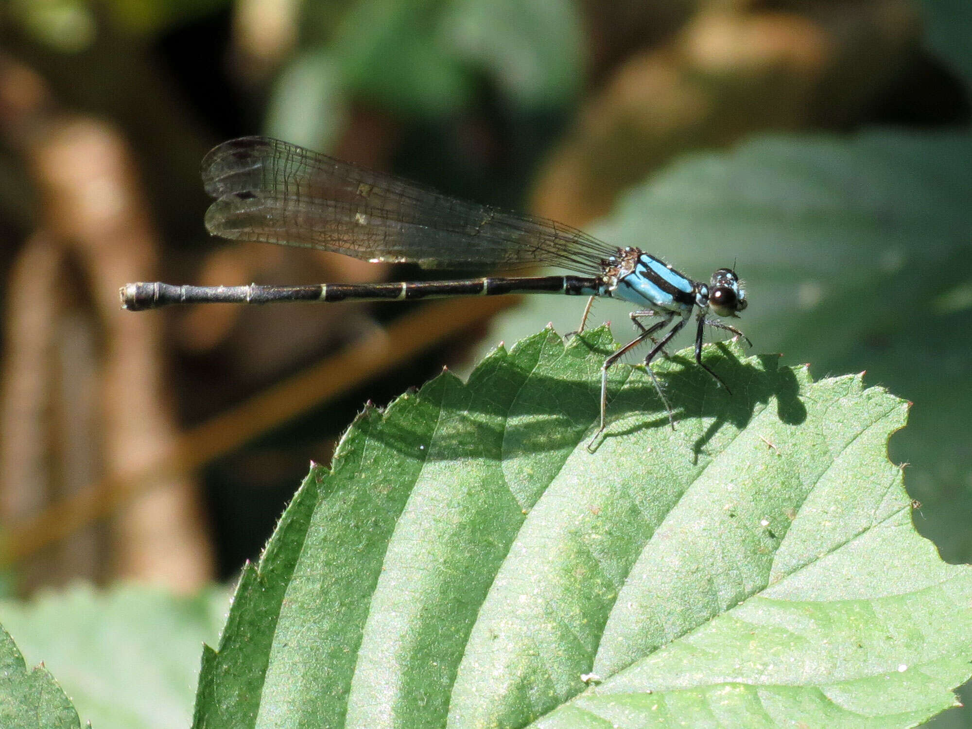 Image of Blue-tipped Dancer