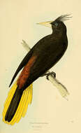 Image of Psarocolius Wagler 1827