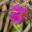 Image of Bartram's Rose-Gentian