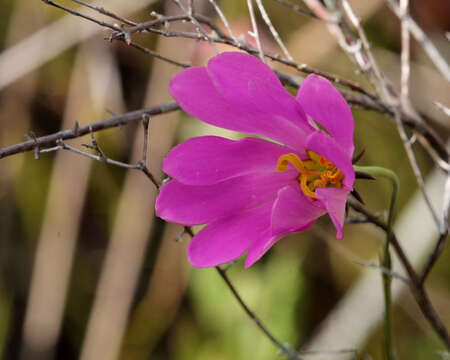 Sabatia bartramii Wilbur resmi