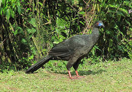 Image of Black Guan