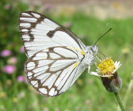 Image of Pioneer; Caper White