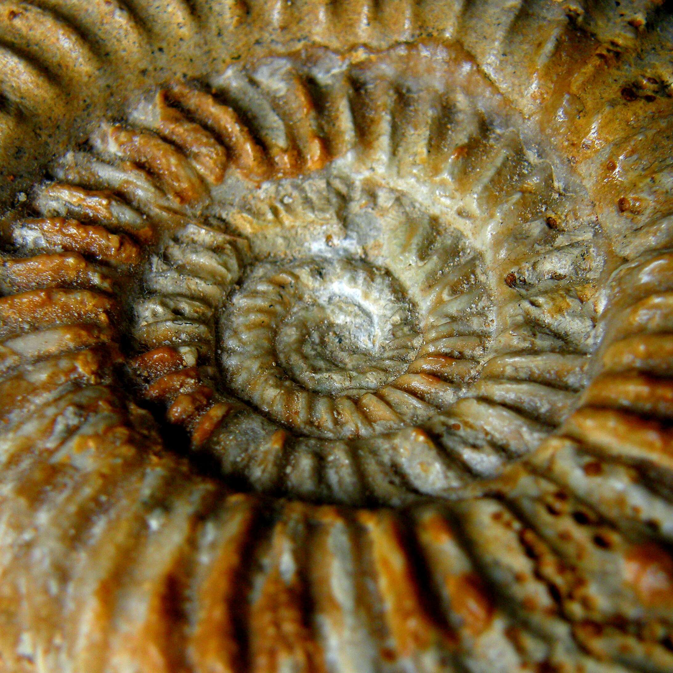 Image of Cephalopoda