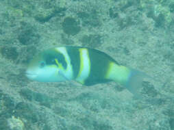 Image of Blackbar wrasse