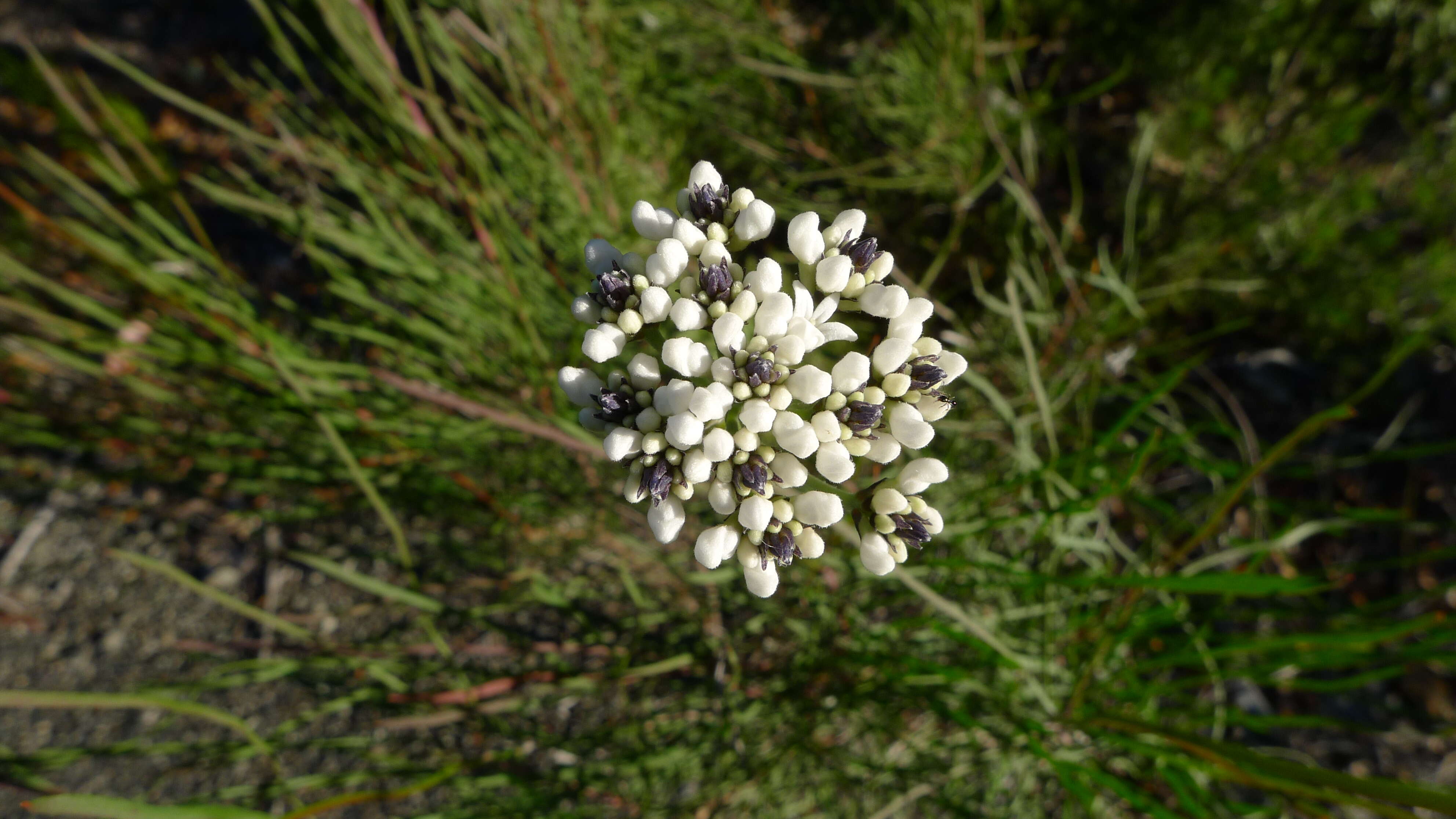 Conospermum longifolium