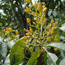 Image of Mauria heterophylla Kunth