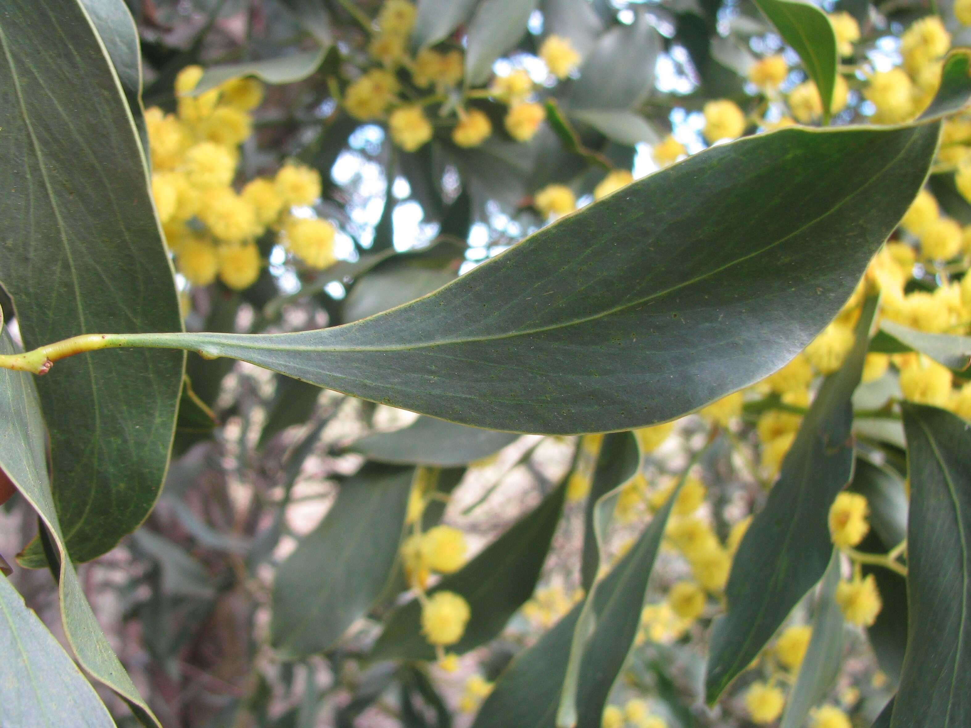 Слика од Acacia pycnantha Benth.