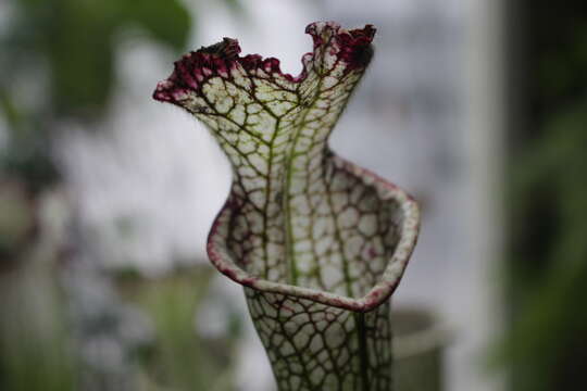 Image of crimson pitcherplant