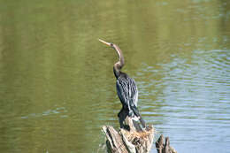 Image of anhingas and darters