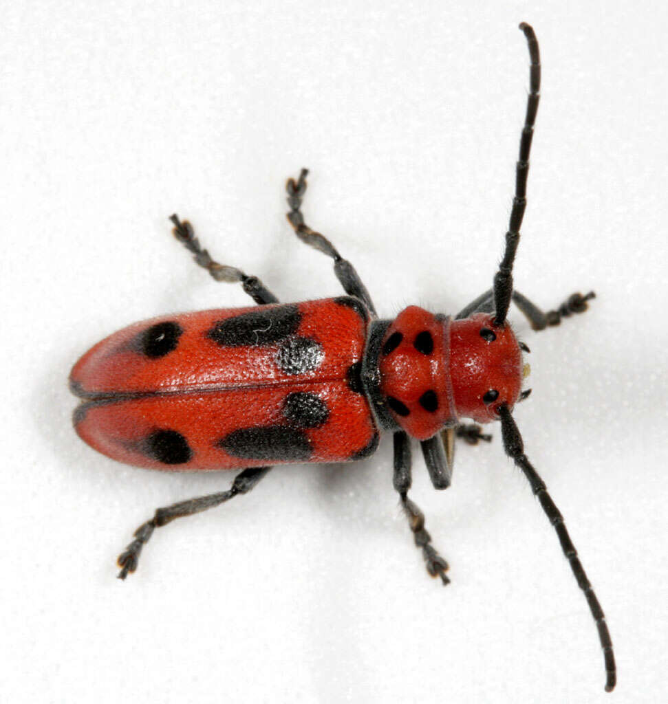 Image of Milkweed Longhorns