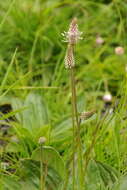 Image of Hoary Plantain