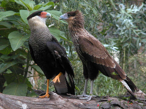 Image of Crested Caracara