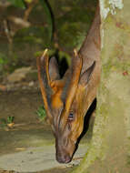 Image of Barking Deer