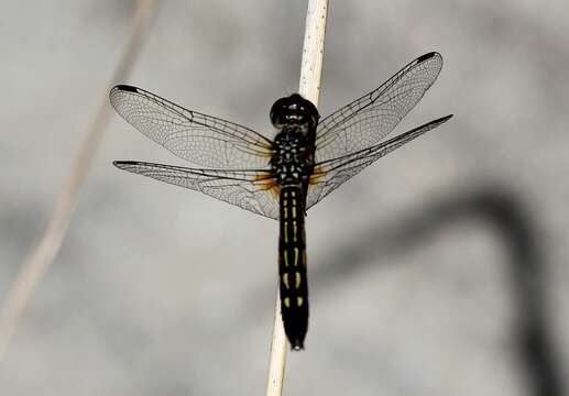 Image of Blue Dasher