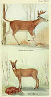 Image of mule deer and white-tailed deer