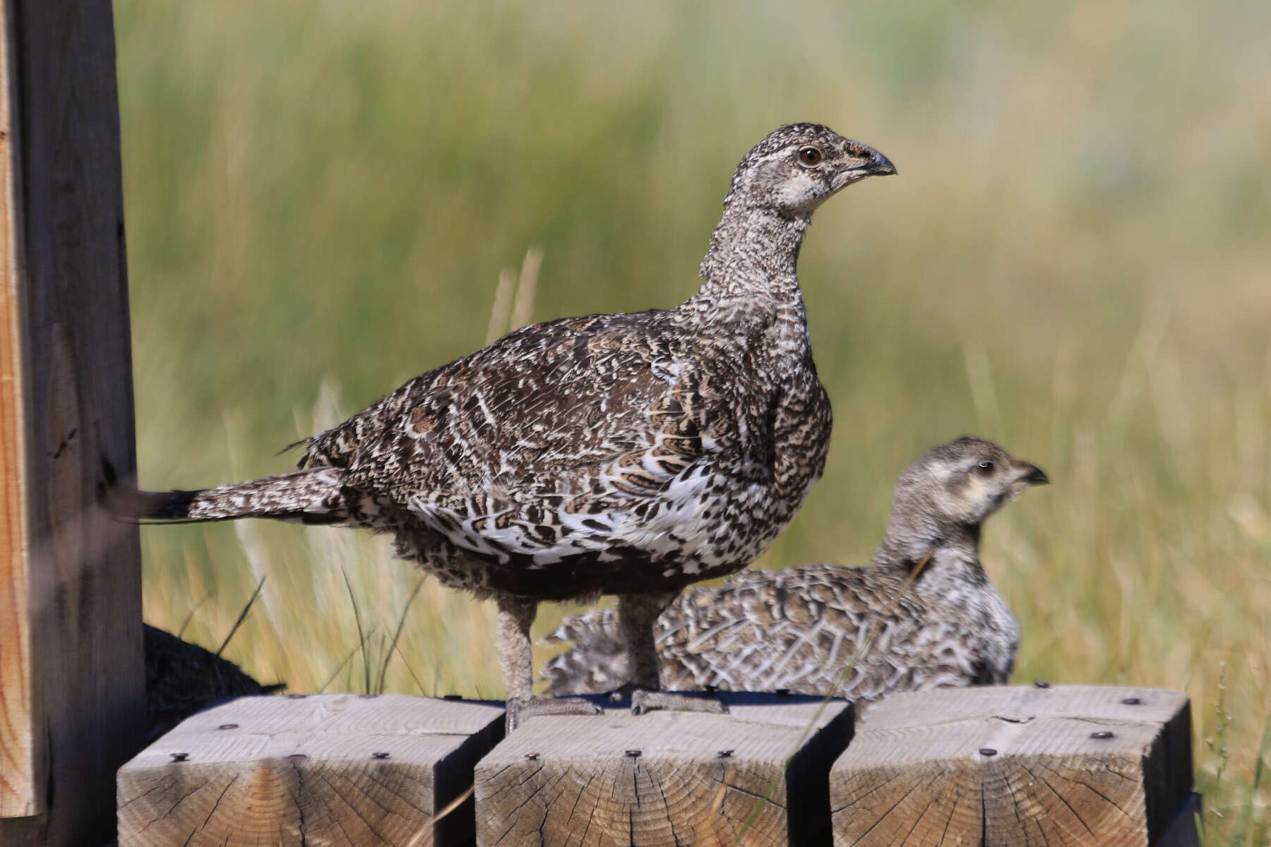 Image of Gunnison sage-grouse; greater sage-grouse