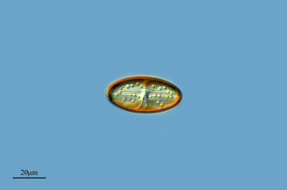 Image of Diploneis