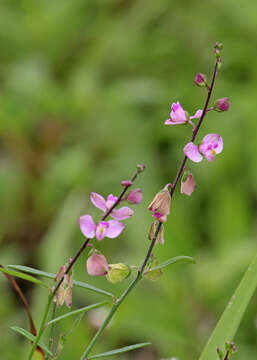 Image of showy milkwort