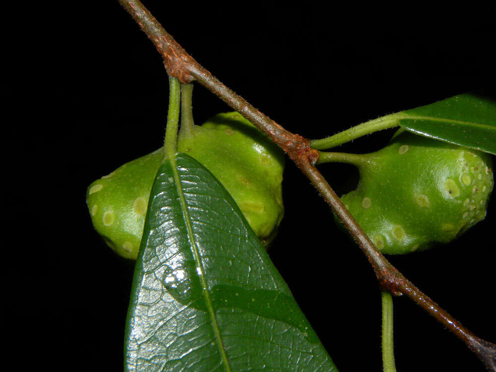 Image of Guiana brosimum