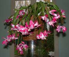 Plancia ëd Schlumbergera truncata (Haw.) Moran