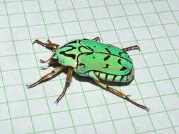 Image of flower chafers (beetles)