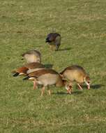 Image of Egyptian Goose