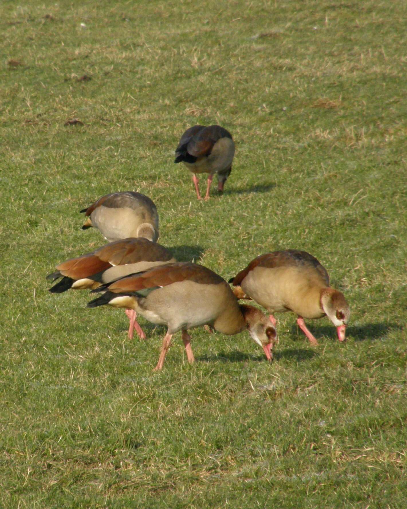 Image of Egyptian Goose
