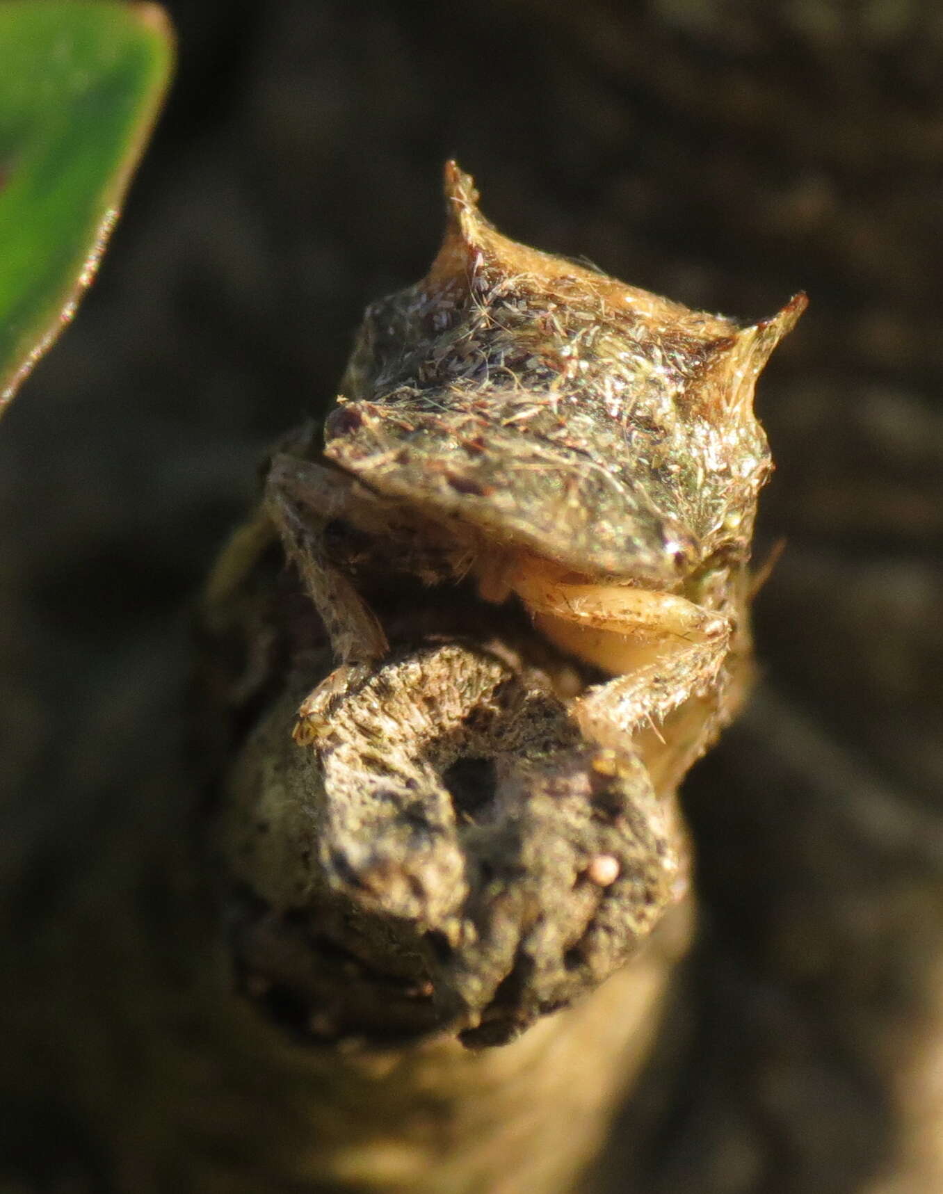 Image of Eared Leaf-hopper