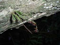 Image de Stelis psilantha (Luer) Pridgeon & M. W. Chase