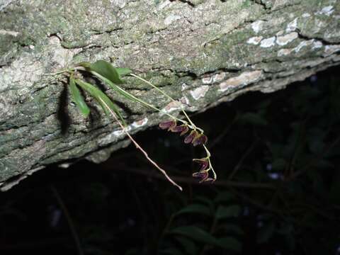 Image of Leach orchids