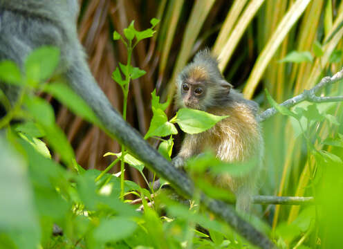 Image of Lutungs or leaf monkeys