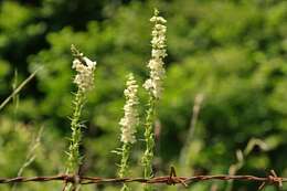 Imagem de Digitalis grandiflora Mill.