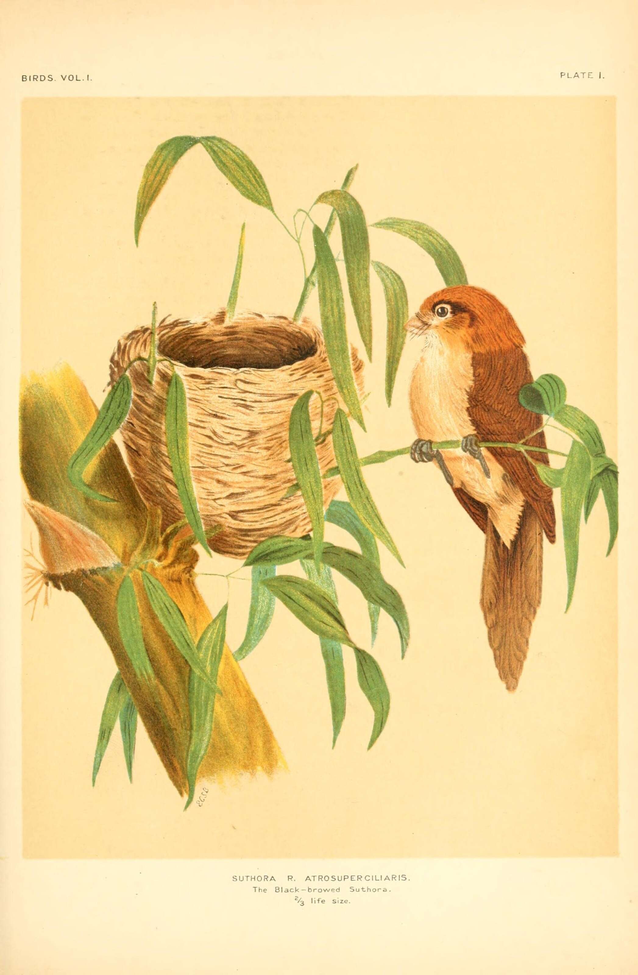 Imagem de Paradoxornis Gould 1836