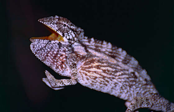 Image of Malagasy chameleons