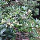 Sivun Acradenia frankliniae Kipp. kuva