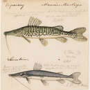 Image de Pseudoplatystoma tigrinum (Valenciennes 1840)