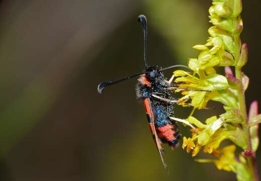 Image of Zygaena fausta Linnaeus 1767