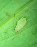 Image of Macrosiphum