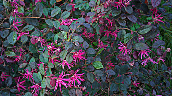 Image of Loropetalum chinense var. rubrum Yieh