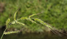 Image of cockspur grass