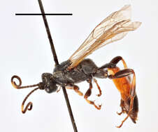 Image of Ichneumon