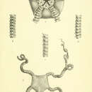 Image of Neoplax ophiodes Bell 1884