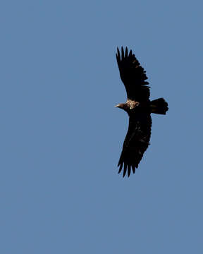 Image of Bald Eagle