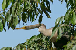 Image of anhingas and darters