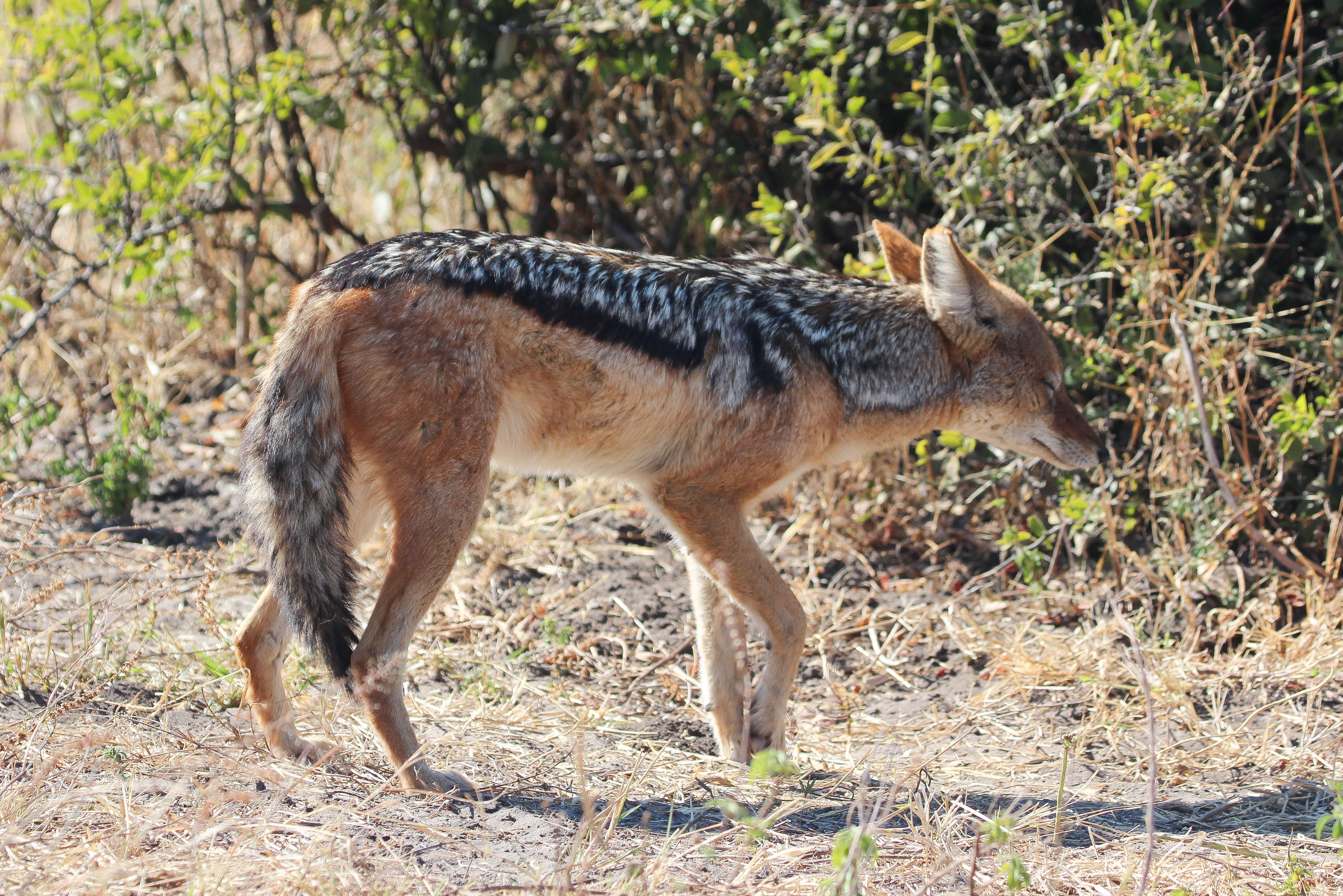 Image of Canis mesomelasa