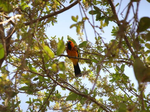 Image of Spot-breasted Oriole