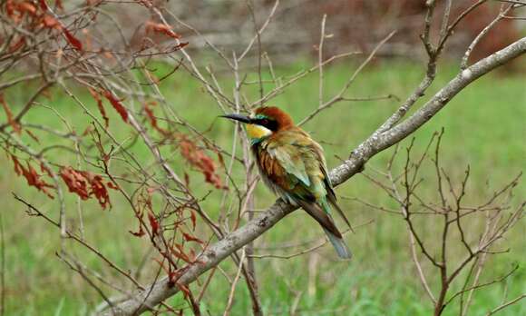 Image of bee-eater, european bee-eater