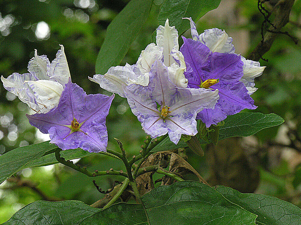 Image of Solanum wrightii Benth.