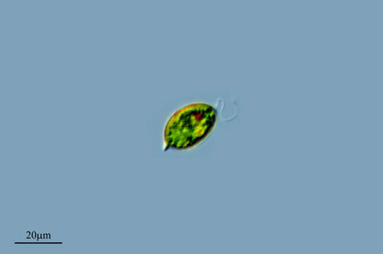 Image of Lepocinclis ovum